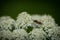Early Mining Bee (Andrena haemorrhoa) collecting pollen on Yarrow wildflower 2