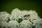 Early Mining Bee (Andrena haemorrhoa) collecting pollen on Yarrow wildflower 3