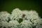 Early Mining Bee (Andrena haemorrhoa) on Yarrow wildflower 4