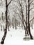 Early misty morning in deep birch forest, hoarfrost on trees and trunks, frozen branch.