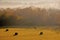 Early monring light on field of rolled hay bales