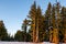 Early Moring among the Fir Trees of Lassen Volcanic National Park