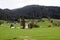 Early morning in Austria. Traditional Austrian landscape: mountains, cozy houses and green lawns. Cows graze on the green grass.