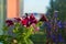 Early morning. Beautiful petunia and lobelia flowers on dawn light