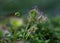 Early morning Common sundew with shining glue droplets