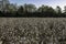 Early morning cotton field