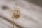 Early morning dandelion seeds that receive rain.