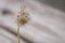 Early morning dandelion seeds that receive rain.