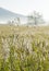 Early Morning dew drops glisten on the grasses