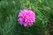 Early morning dew drops pink flower