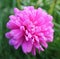 Early morning dew drops on a pink flower