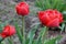 Early in the morning dew fell. Red Tulip in drops of dew