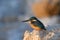 Early morning emerald kingfisher on Red Sea coast stone. Egypt.