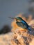 Early morning emerald kingfisher on Red Sea coast stone. Egypt.