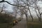 Early morning in an empty city park. A light mist seeps through the trees. At the turn of the park path there are orange benches