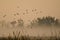 Early Morning Flight of Ducks Above Foggy Marsh