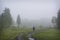 In the early morning in the fog  a mushroom picker boy with a basket is walking along the road