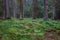 Early morning in the forest with dead spruces still standing