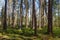 Early morning in the forest with dead spruces still standing