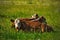 Early morning of a free herd of cows