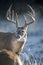 Early morning frost breath of Whitetail Buck