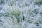 Early morning frozen hoarfrost grass in early autumn morning. Fr