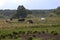 Early in the morning, horses graze freely in the rain