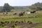 Early in the morning, horses graze freely in the rain