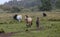 Early in the morning, horses graze freely in the rain