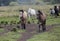 Early in the morning, horses graze freely in the rain