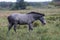 Early in the morning, horses graze freely in the rain