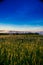 early morning. Juicy green meadow. Cereal fields