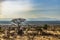 Early morning landscape, Samburu National Reserve, Great Rift Valley, Kenya.