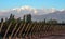 Early morning in the late autumn vineyard, Mendoza