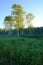 Early Morning Light on Aspen Trees in Meadow