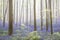 Early morning light spring forest with violet blue bells in the foggy mist