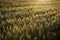 The early morning light of sunrise backlights the wheat field on a farm