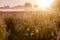 Early morning in the meadow, spider webs and chamomile flowers in the dew, the mist spreads over the field.