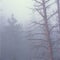 Early morning mist, Rocky Mountain National Park, Colorado