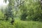 Early morning in the misty magic green forest covered with dew and haze among  trees