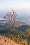 Early Morning Mountain Landscape with Lonely Tree at Umphang. Mae Hong Son Province, Thailand