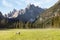 Early morning mountains landscape with lonely white horse