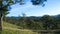 An early morning in a pineforest at Dalat, Vietnam.