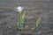 Early morning, sand lily growing on the sandy coast of Rhodes