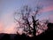 Early Morning Sky with Silhouetted Tree