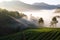 Early morning at strawberries field at Doi Ang Khang.