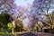 Early morning street scene of jacaranda trees in bloom