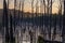 Early morning in summer swamp with vertical dry gray straight dead tree trunks