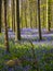 Early morning sun beams shining through the beech woodland illuminating the vibrant purple bluebell carpet, Hallerbos, Belgium