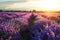 The early morning sun brings life to a sprawling field of lavender, with rows converging in the distance under a sky